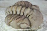 Wide, Enrolled Lochovella (Reedops) Trilobite - Oklahoma #94004-3